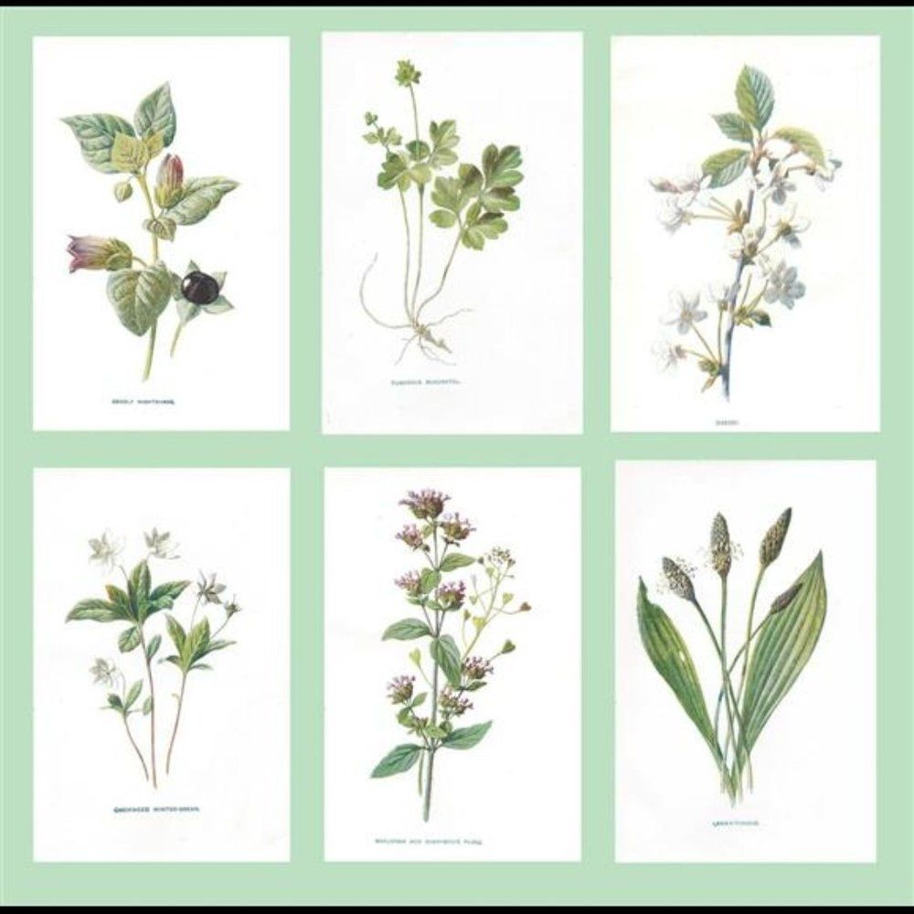 ANTIQUE BOTANICAL PRINTS HULME 1898 Green FLOWERS VICTORIAN ART DESIGN SET OF 6
